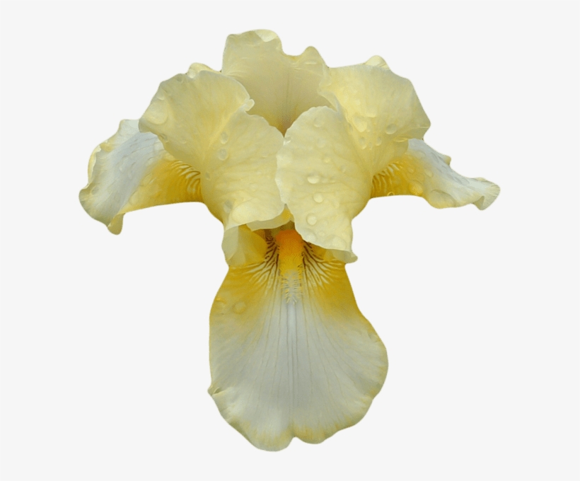 Purple Easter Flowers Clipart Weird Flower Png Free Transparent Png Download Pngkey