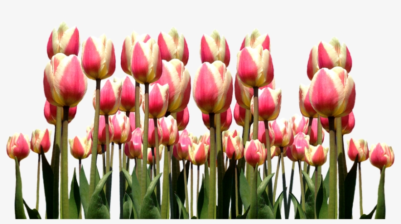 Spring, Tulips, Easter, Flowers, Nature, Cut Flowers - Tulip, transparent png #7680543