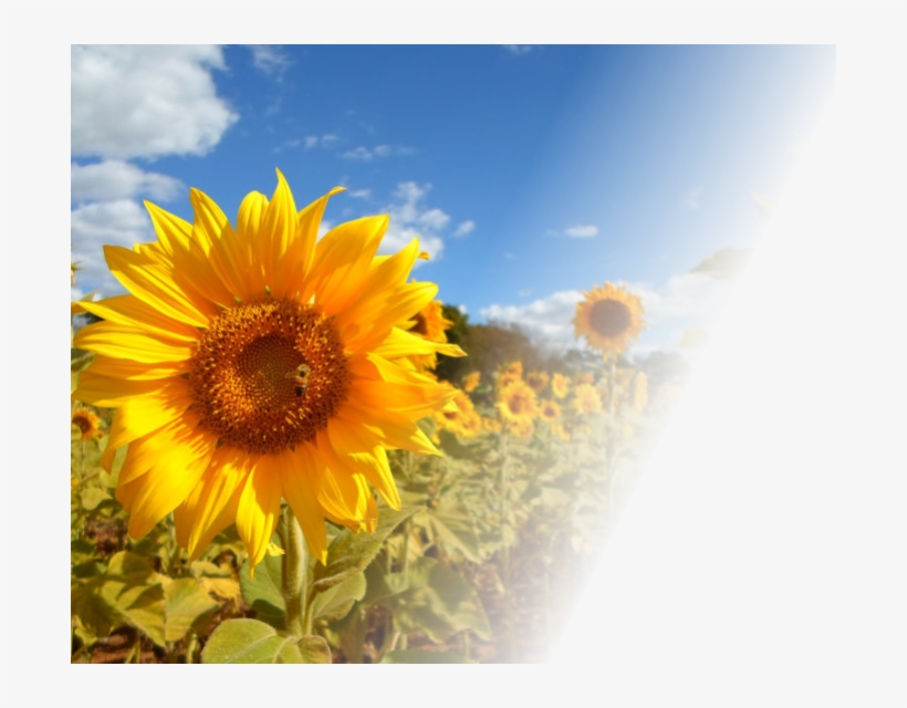 My Hero Academia Sunflower, transparent png #7680845