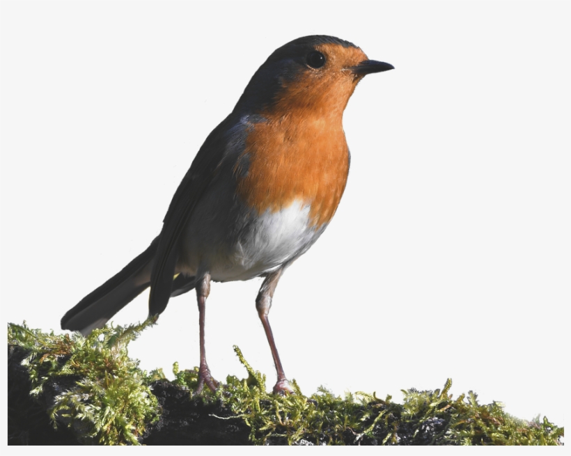Robin, Forest, Small, Red, Cute - European Robin, transparent png #7682848