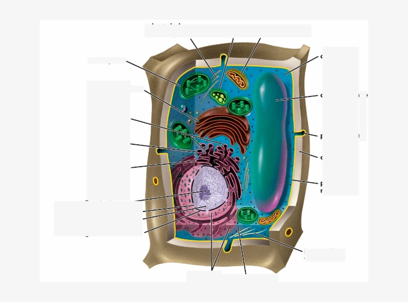 Location - Plant Cell, transparent png #7683570