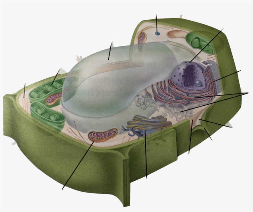 Location - Plant Cell, transparent png #7683713