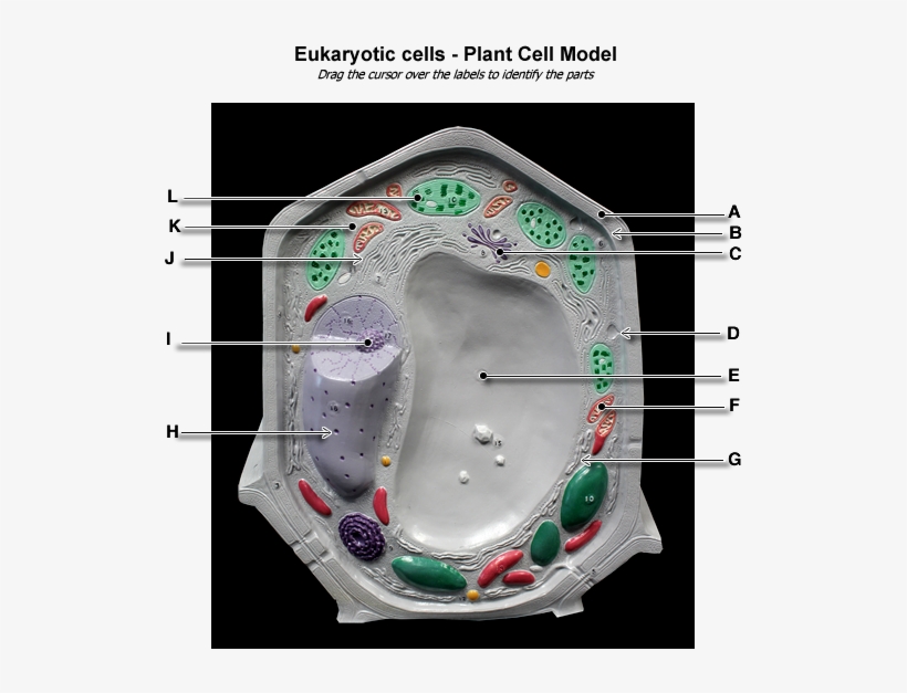 Plant Cell Model - Model In Microbiology, transparent png #7683745
