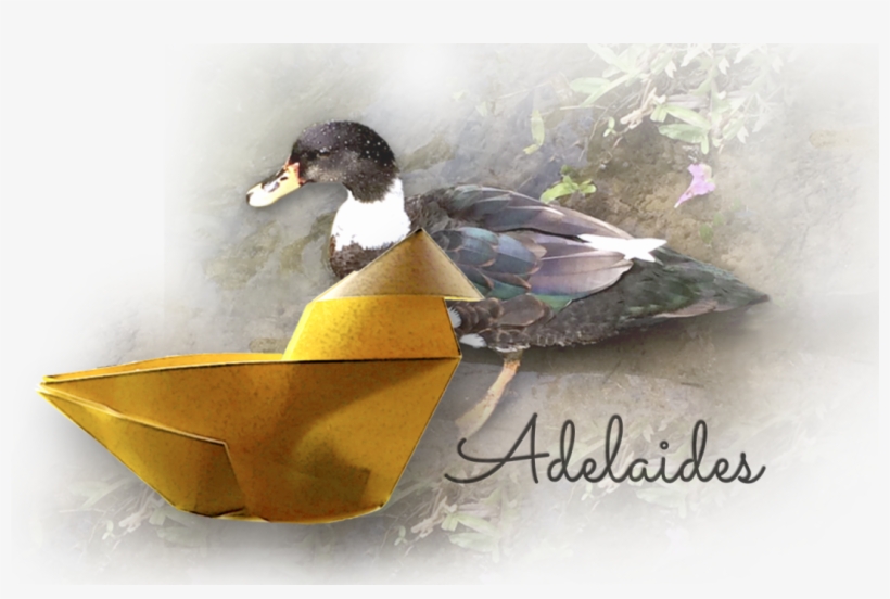 Adelaides 1 - Application Binary Interface, transparent png #7683862