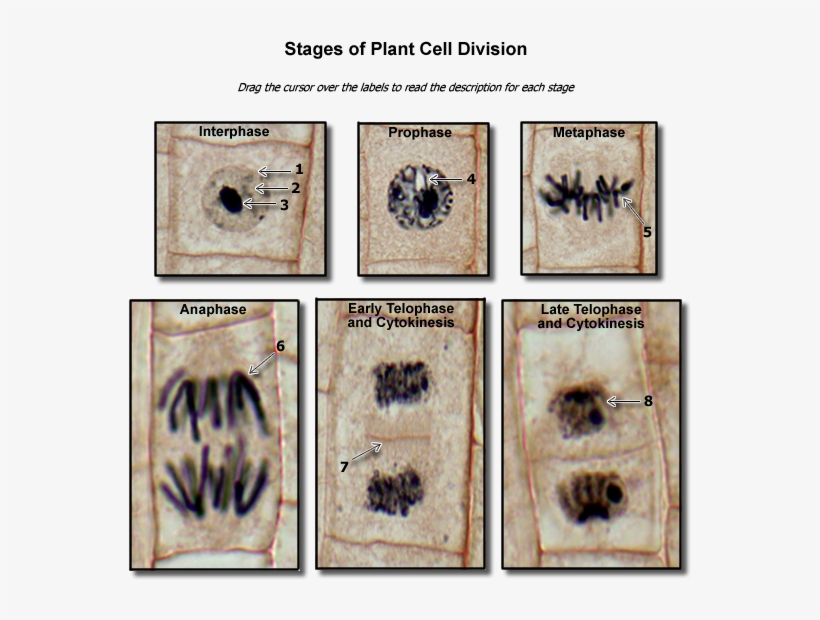 Plant Cell Division Stages - Cell Division In Plant, transparent png #7683971