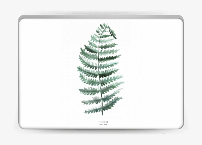 Pteridium Aquilinum Skin Laptop - Bracken, transparent png #7684942