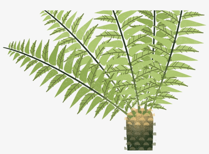 Ostrich Fern, transparent png #7685095