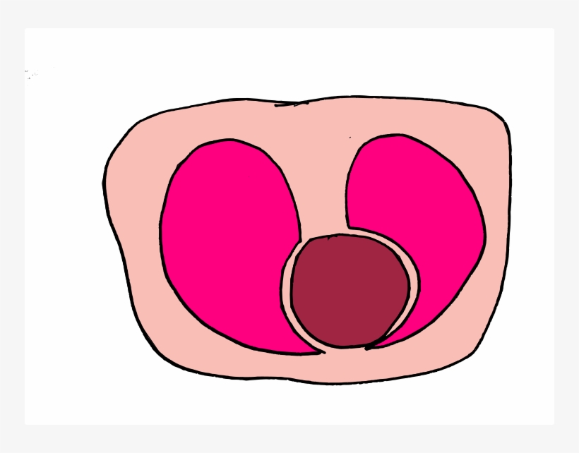 When You Look At A Cross Section Of The Lungs And Heart,, transparent png #7687958