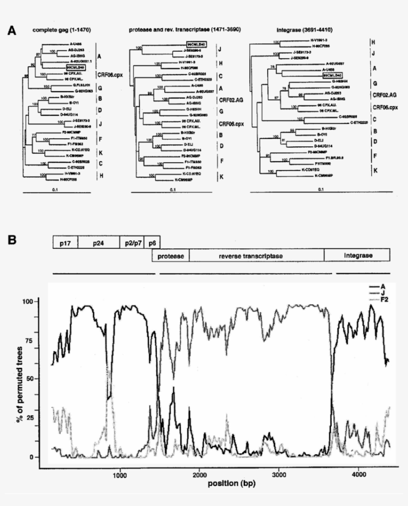 Subtype Analysis Of The Gag Pol Region Of The Novel - Diagram, transparent png #7688246