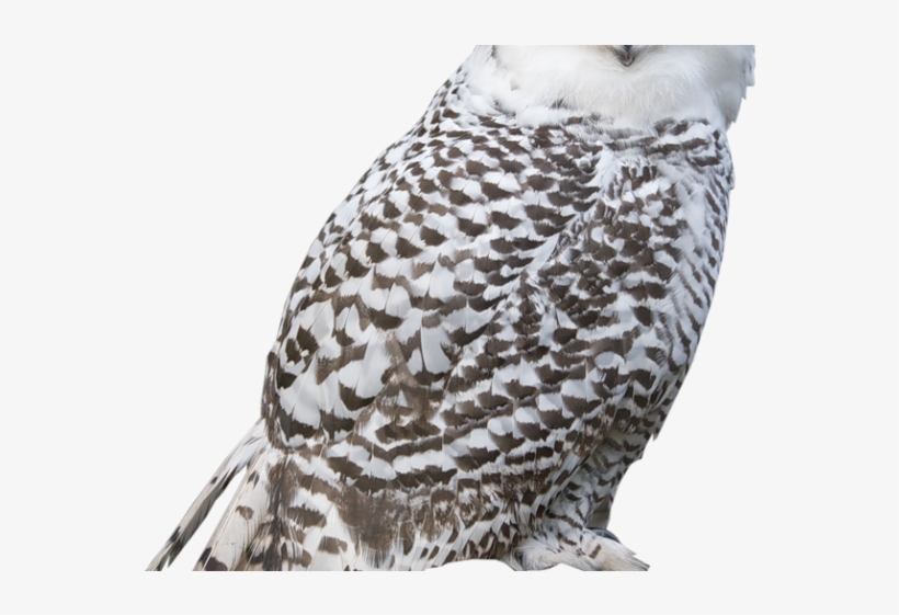 Great Grey Owl Clipart Clip Art - Snowy Owl Transparent Gif, transparent png #7689681