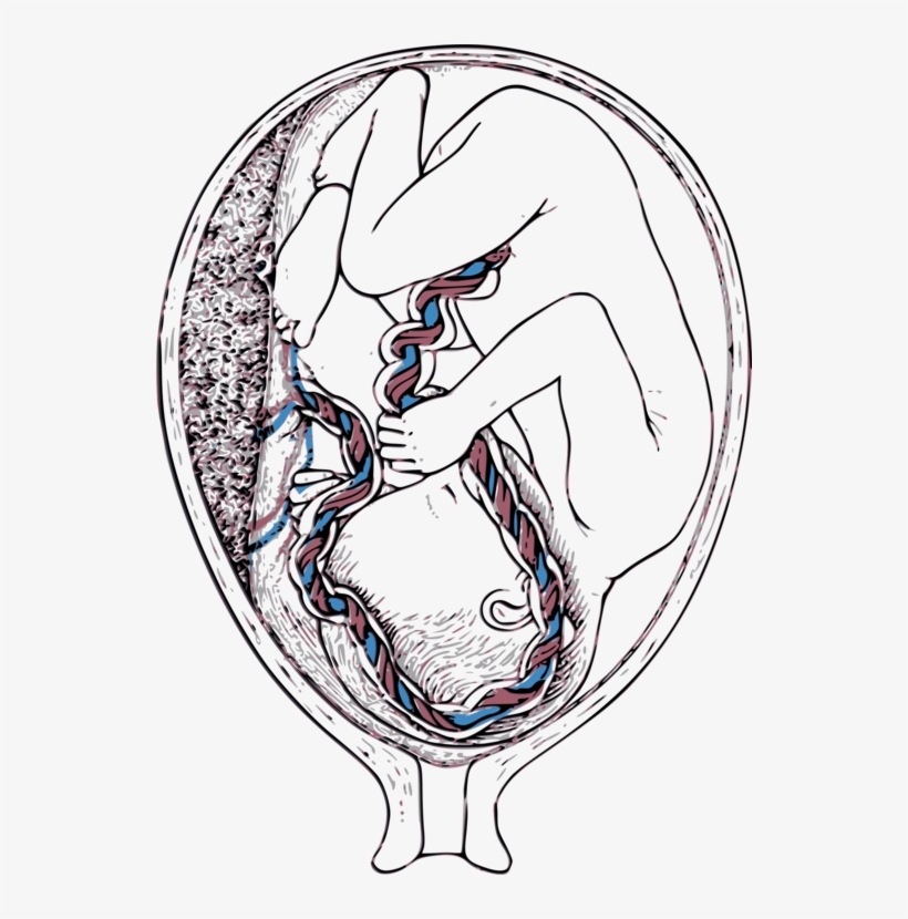 Umbilical Cord Blood Vein - Placenta Pencil Drawing, transparent png #7692041