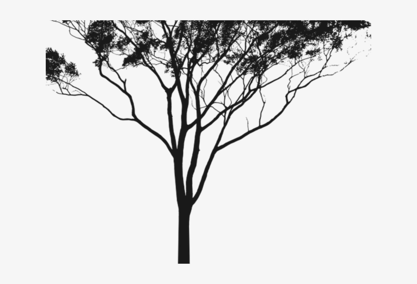 Eucalyptus Clipart Gum Tree - Australian Gum Tree Silhouette, transparent png #7692126