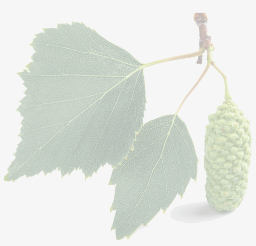 Birch-tree - Canoe Birch, transparent png #7692561