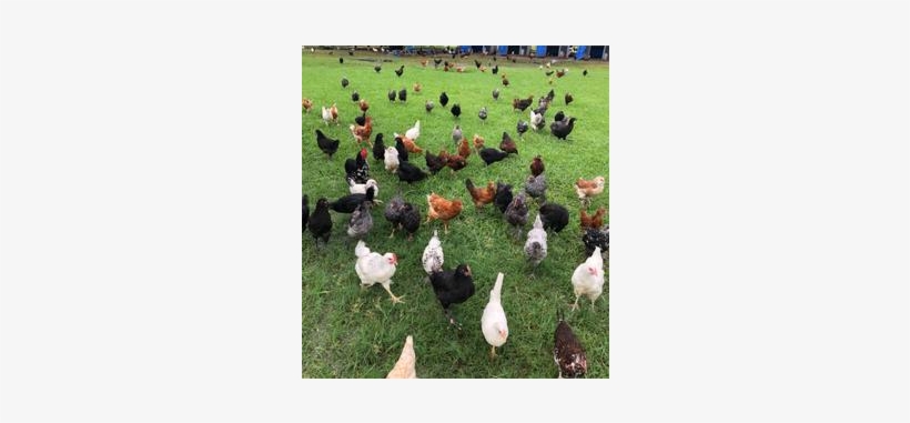 Seabreeze Hens, Chickens For Sale In Houston, Texas, - Lawn, transparent png #7694329