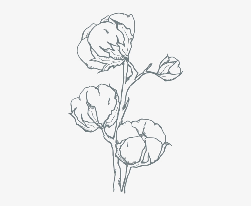 Aster & Oak - Sketch, transparent png #7697354