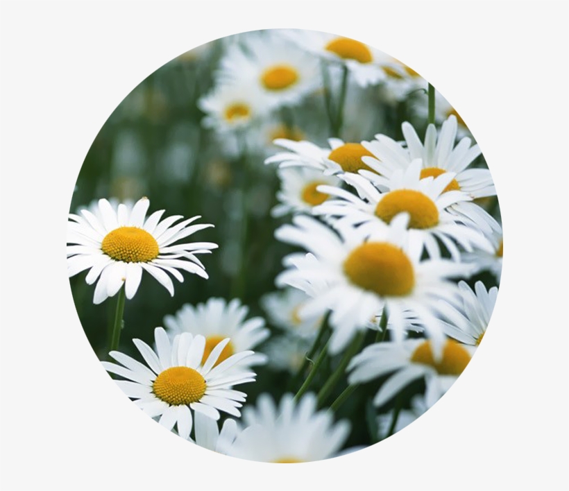 April - Daisy - White Flowers We Heart, transparent png #7698908