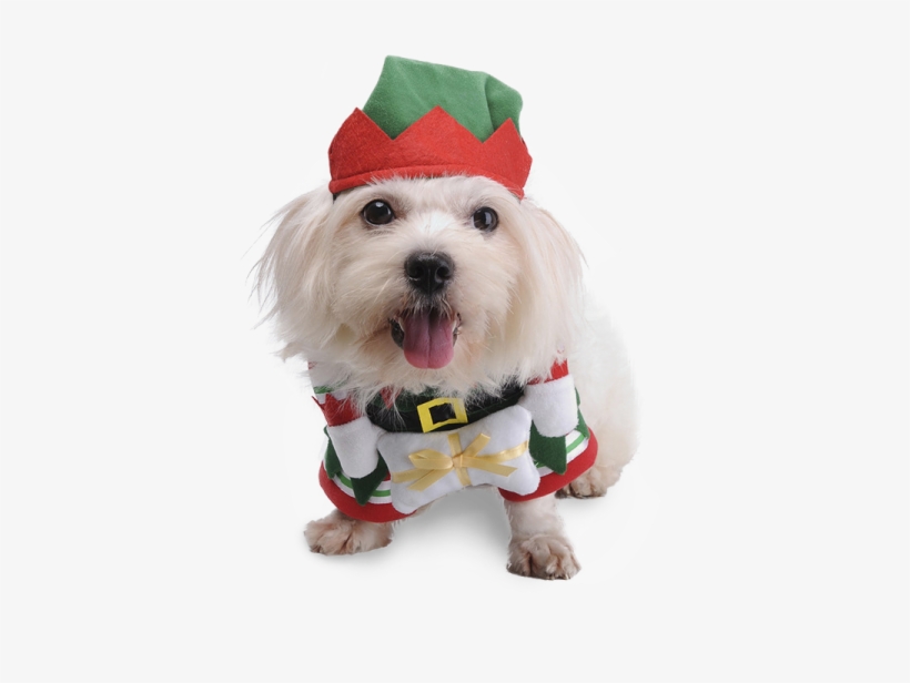 Christmas Elf Dog Costume - Christmas Elf Dog, transparent png #7698953