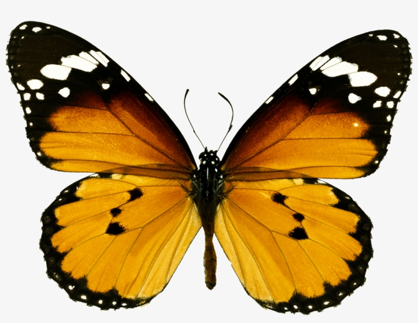 Ð±ð°ð±ð¾ñ‡ðºð¸ - Orange Tiger Butterfly Png, transparent png #7699830