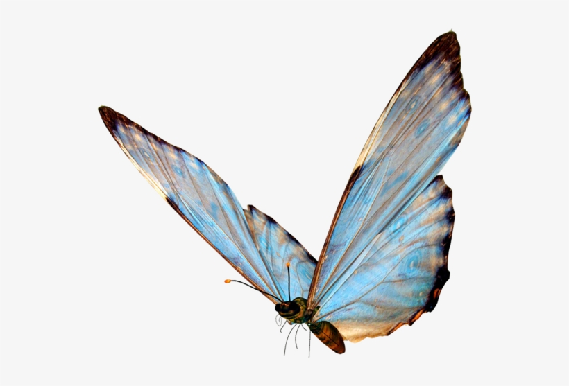 Download - Butterflies, transparent png #7699862