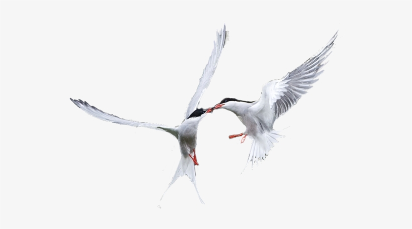 Black Skimmer, transparent png #770320