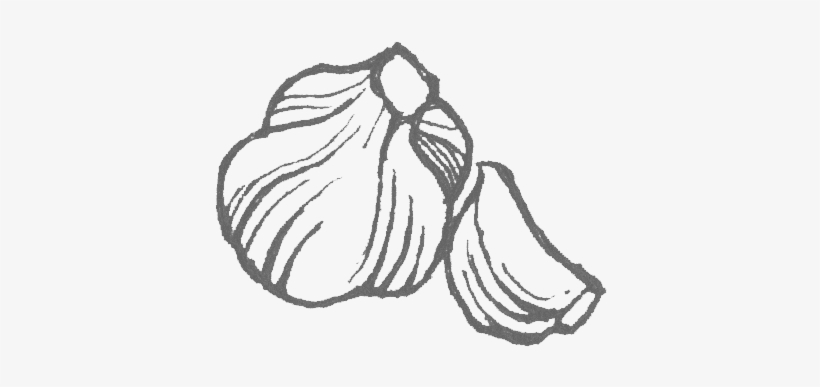 Floating-garlic - Sketch, transparent png #770806