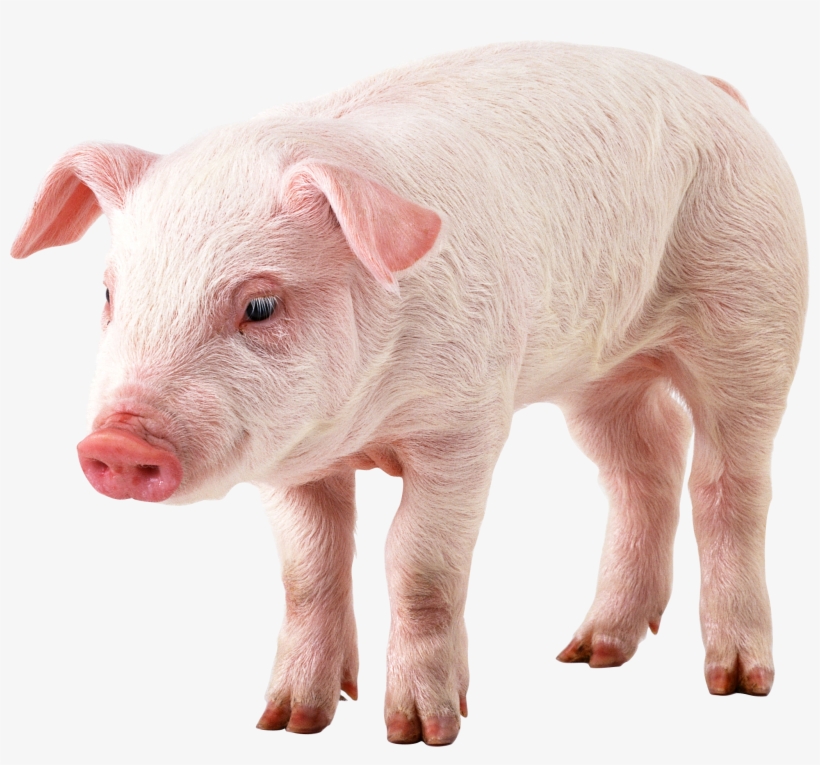 Pig Png Image - Pig With No Background, transparent png #771652