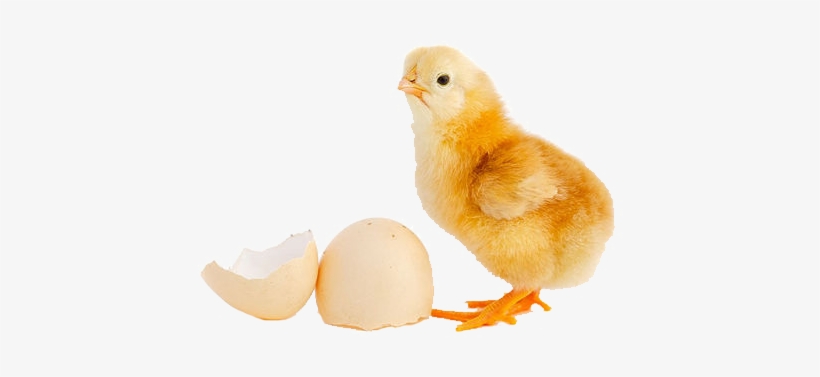 Day Old Chick - Day Old Chicks Png, transparent png #772256