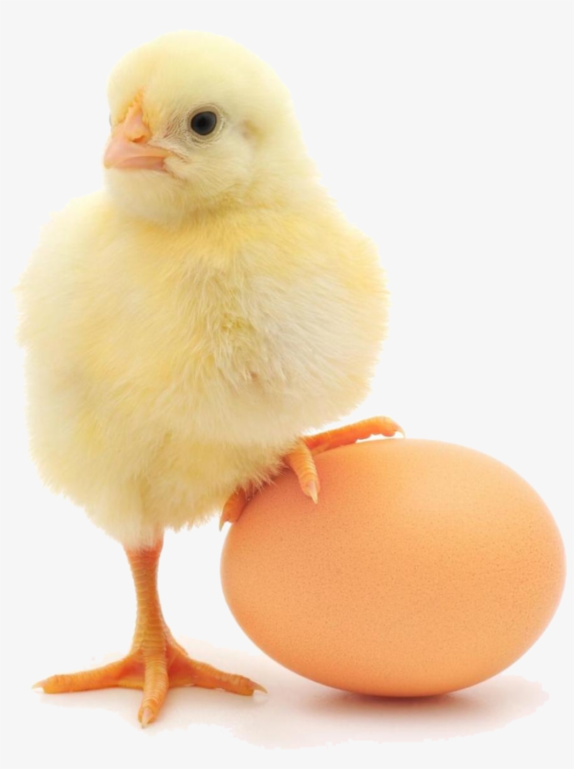Baby Chicken Png, transparent png #772299