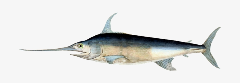 Pez Espada - Swordfish, transparent png #772588