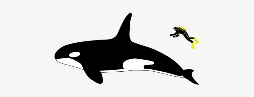 In Mature Males, The Dorsal Fin Is Tall And Triangular - Killer Whale Human Size Comparison, transparent png #772932