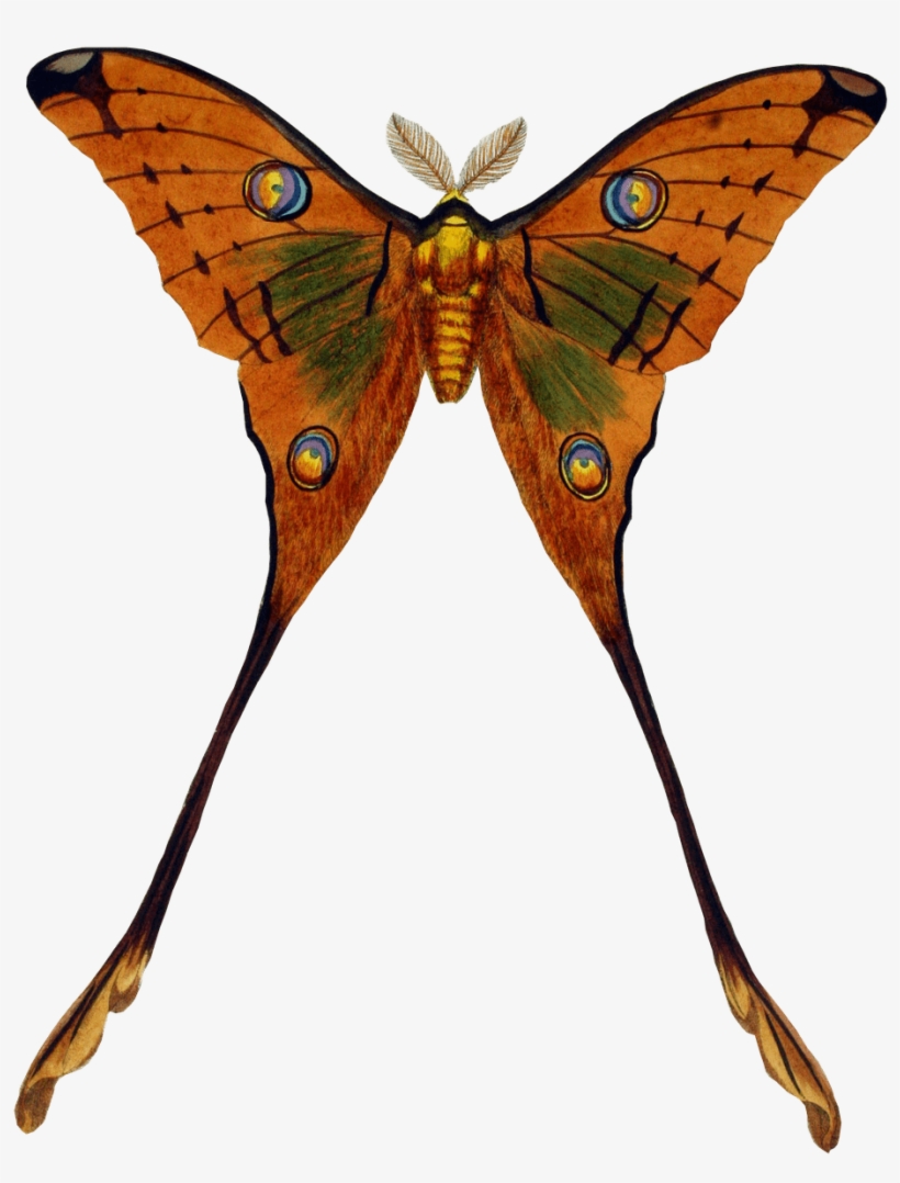 Download Peacock Butterfly Transparent Png Vintage Butterfly Free Transparent Png Download Pngkey
