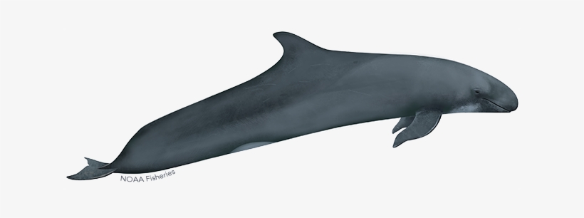 False Killer Whale Illustration - Whales, transparent png #773120