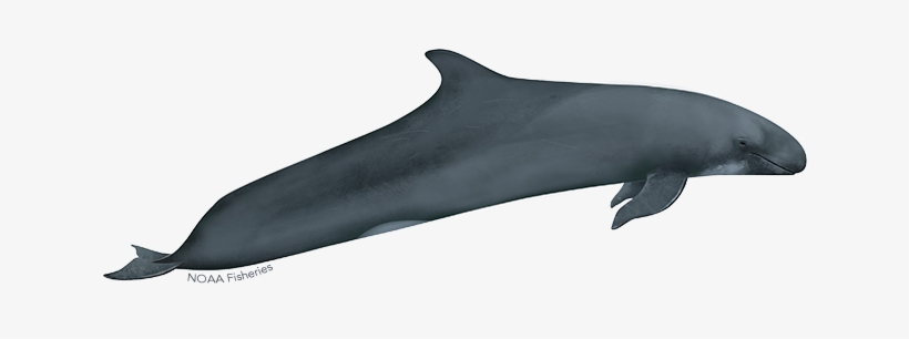 False Killer Whale Illustration - Whales - Free Transparent PNG
