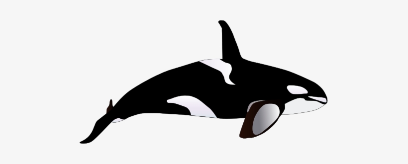 Orca Drawings - Killer Whale Illustration Png, transparent png #773144