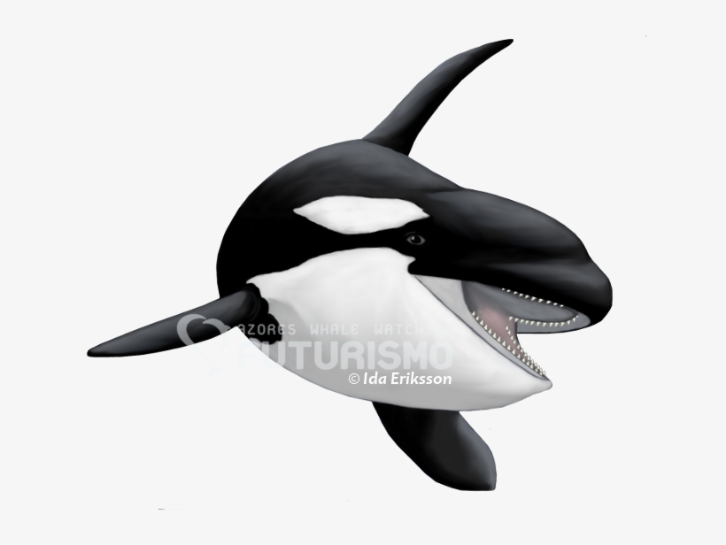 All Toothed Whales Have A Single Blowhole, An Asymmetrical - Sticker, transparent png #773169