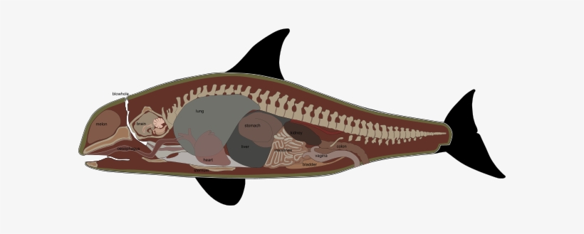 Internal Anatomy Of A Female Killer Whale - False Killer Whale Anatomy, transparent png #773224