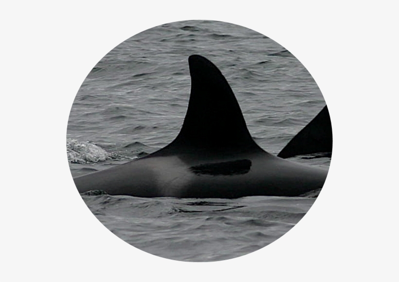 Occ - Killer Whale, transparent png #773282