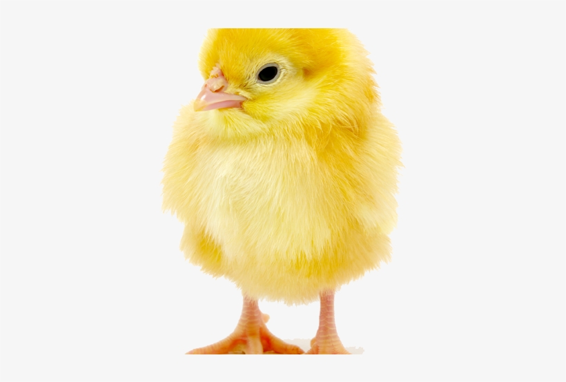 Baby Chick Copy - Chicken, transparent png #773305