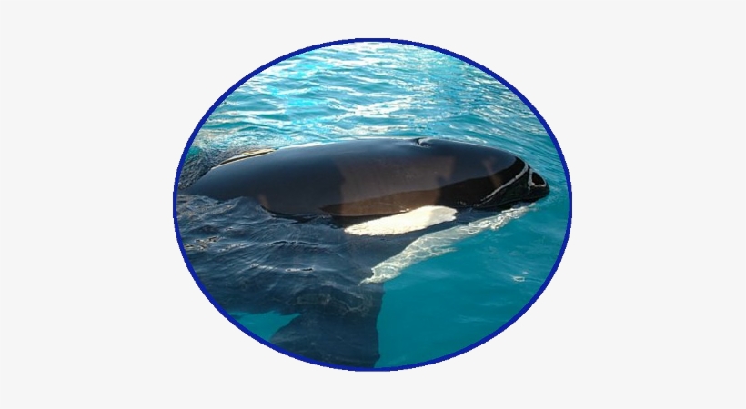 Toki Portrait - Killer Whale, transparent png #773352