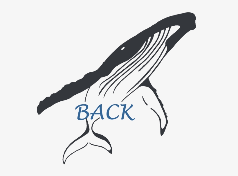 Back To Cetaceans - News, transparent png #773471