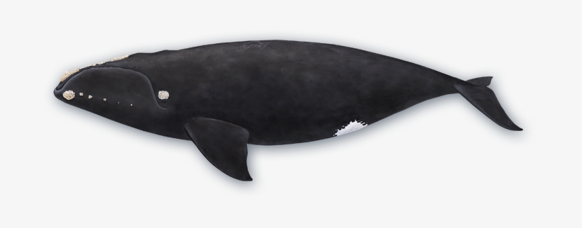 North Atlantic Right Whale - Northern Right Whale Png, transparent png #773500