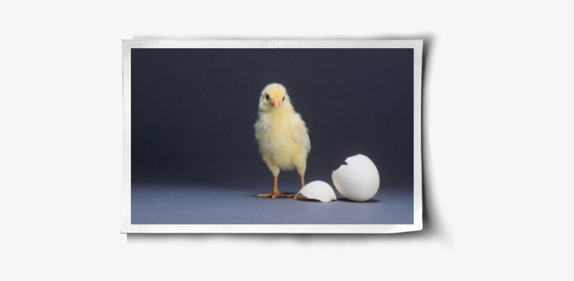 Poster: Dlillc's Leghorn Chick, 61x41in., transparent png #773520