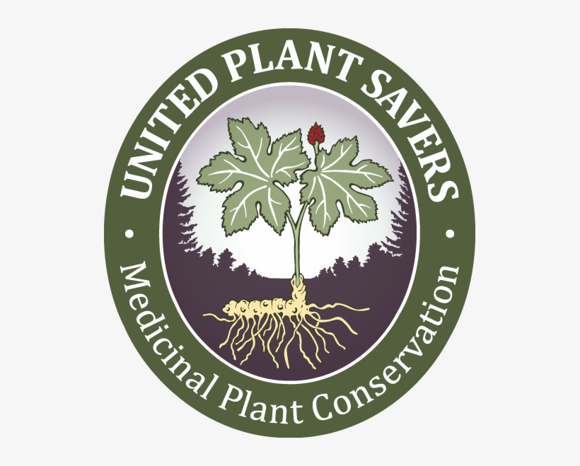 High Resolution - Shanti Vidya Niketan High School, transparent png #773543