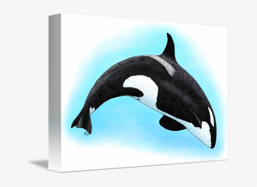 Killer Whale By Roger Hall Graphic Black And White - Killer Whale Or Orca Throw Blanket, transparent png #773569