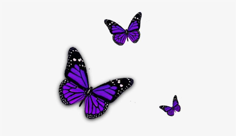 Go Back > Pix For Purple Butterfly Png Clipart - Purple Butterfly Transparent Background, transparent png #774089