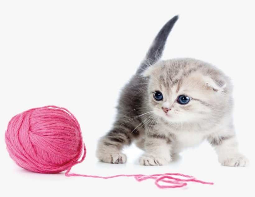 Kitten And Yarn - Tacobear 2 Pack Retractable Interactive Teaser Cat, transparent png #774388