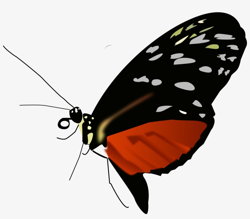 Png Clipart- Butterfly Pack - Red Black And Orange Butterfly, transparent png #774409