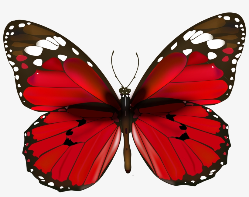 Butterfly Png Clipart, transparent png #774562