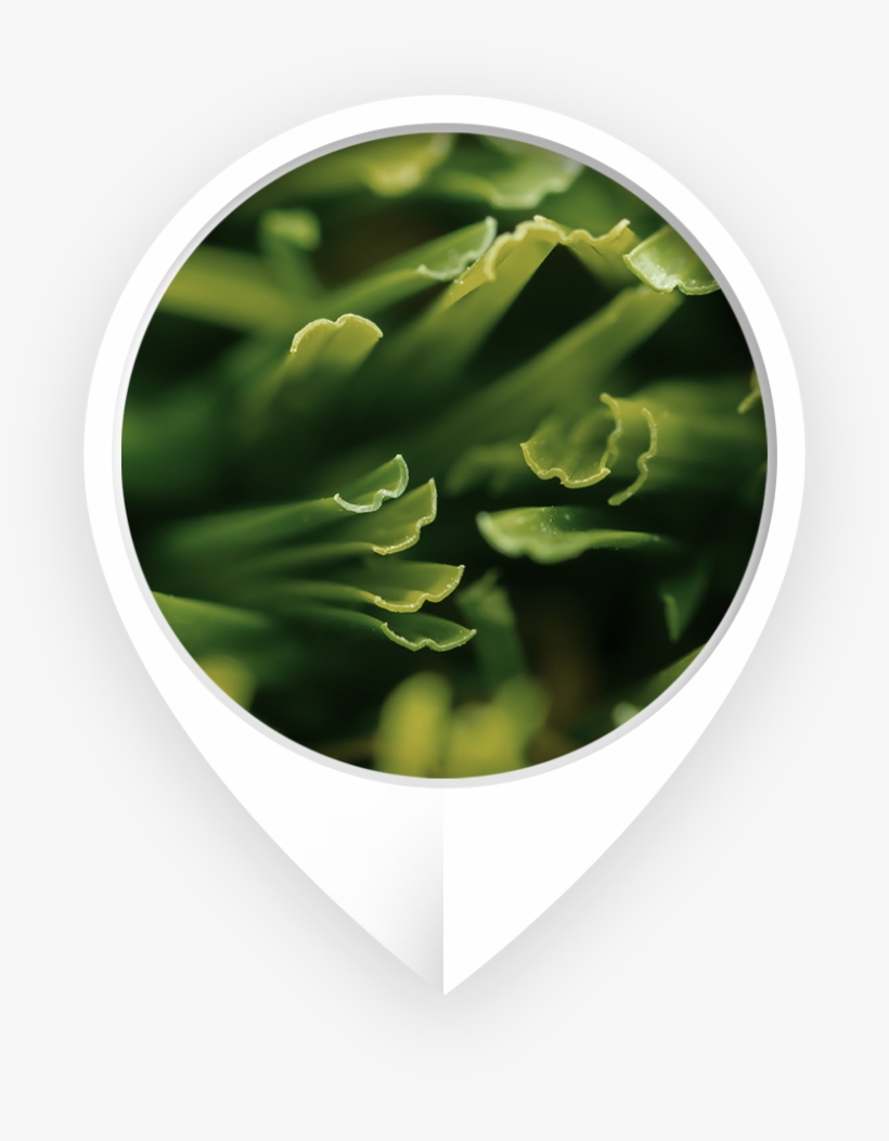 Know The Difference - Fern, transparent png #775673