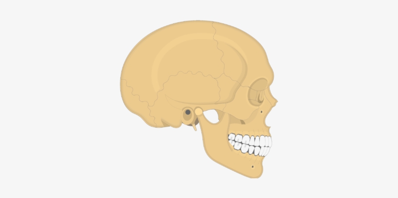 Skull Bones - Lateral View - Skull, transparent png #776175